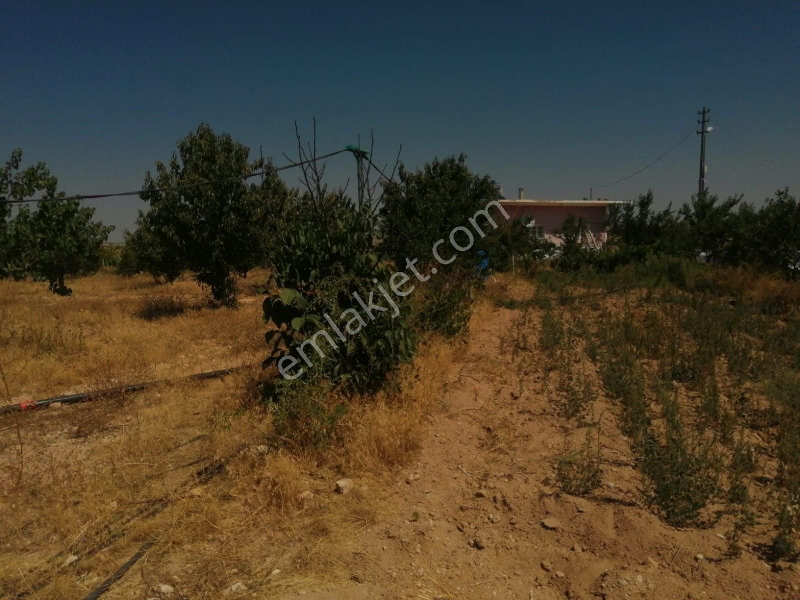 Kaçmaz Emlaktan Yeşilhisar Başköy De Satılık Elma Bahçesi Açıklamaya Bak - Görsel 6