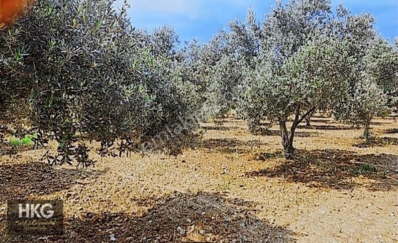 Mugla Mentese Yeşilyurtta 4850m2 Satılık Zeytinlik - Görsel 2