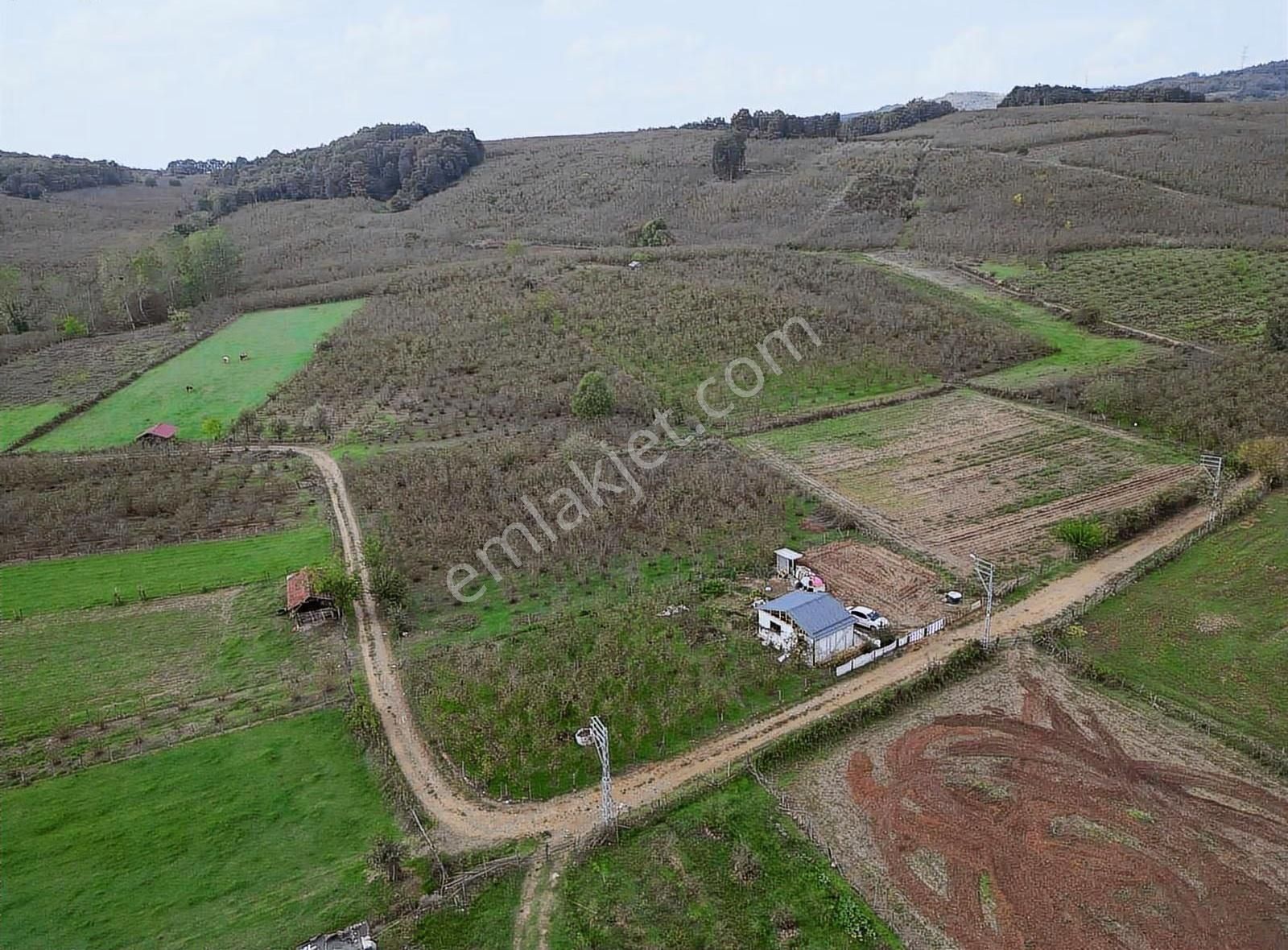 Meriç Çayrak'tan Yatırım Fırsatı Satılık Fındık Bahçesi - Görsel 2