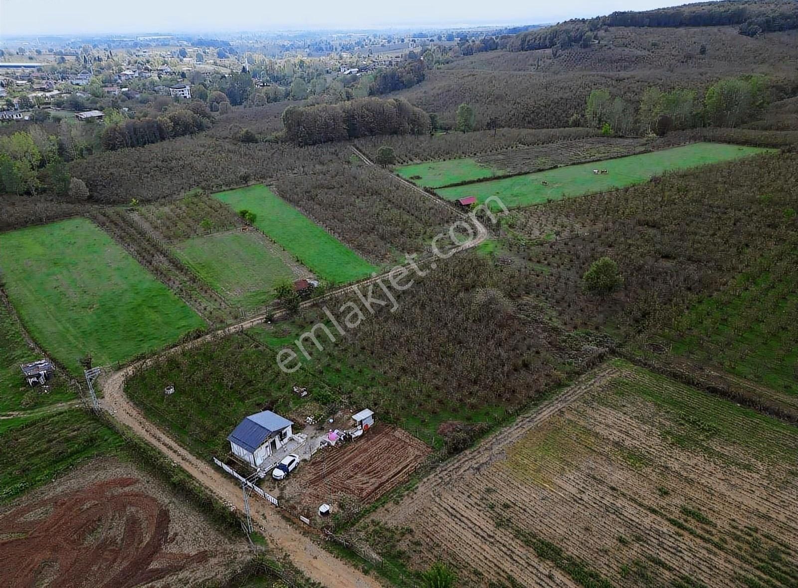 Meriç Çayrak'tan Yatırım Fırsatı Satılık Fındık Bahçesi - Görsel 4