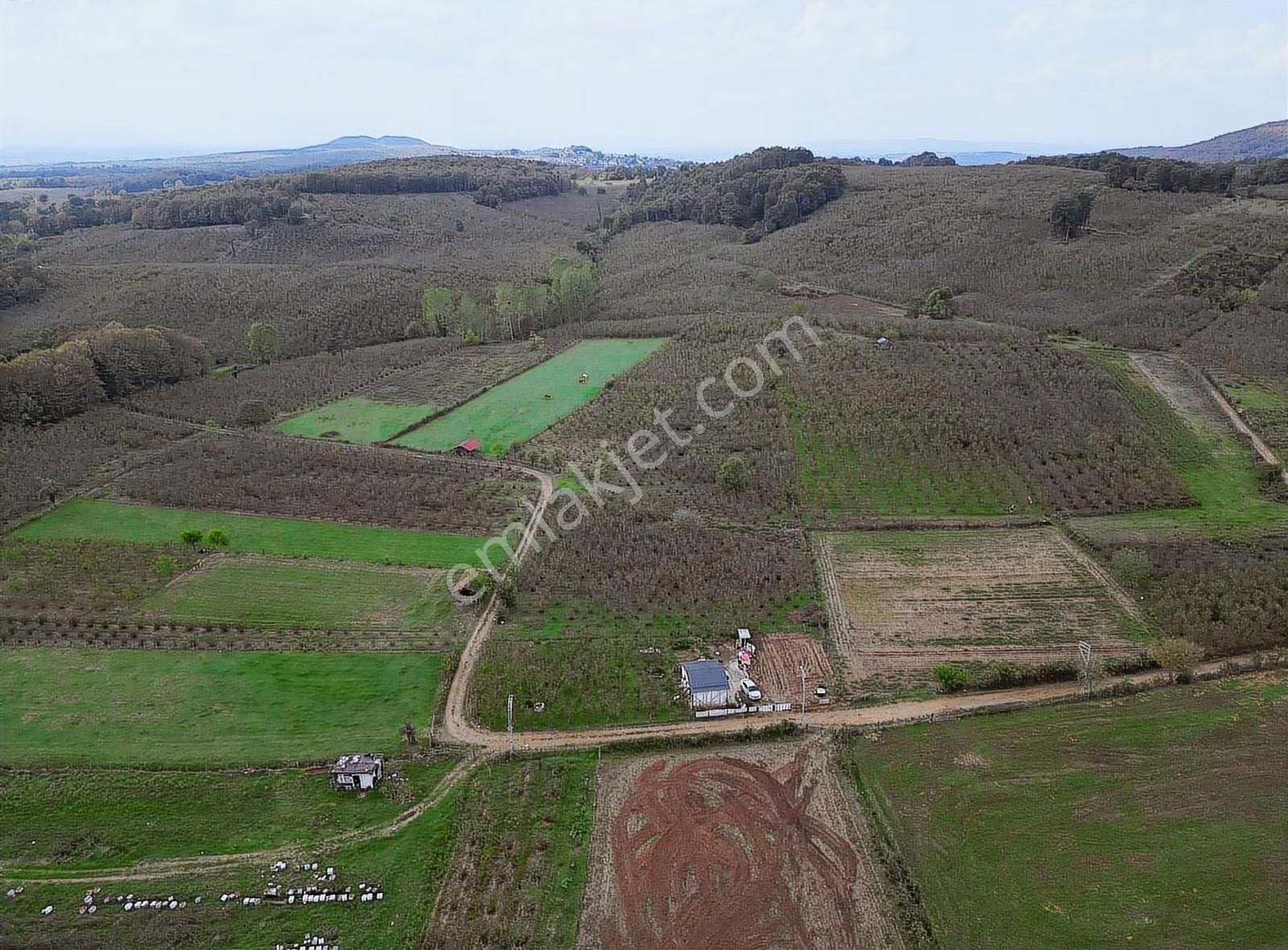Meriç Çayrak'tan Yatırım Fırsatı Satılık Fındık Bahçesi