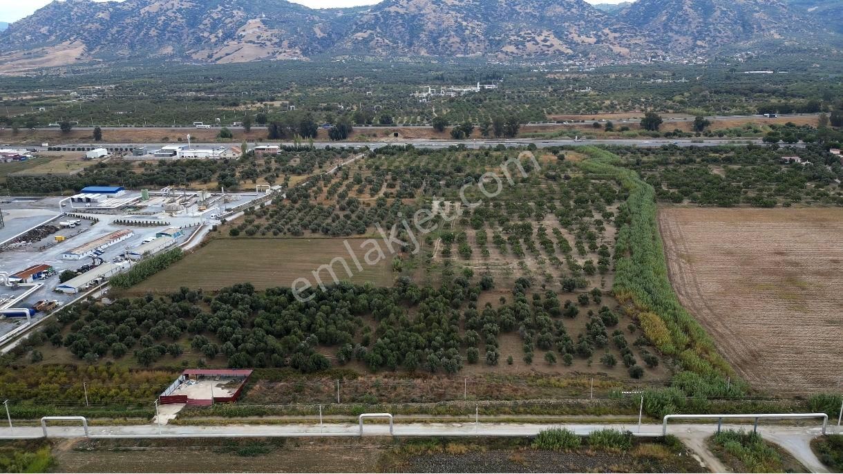 Kevser Alak'tan Germencik Ömerbeyli'de Satılık Tarla