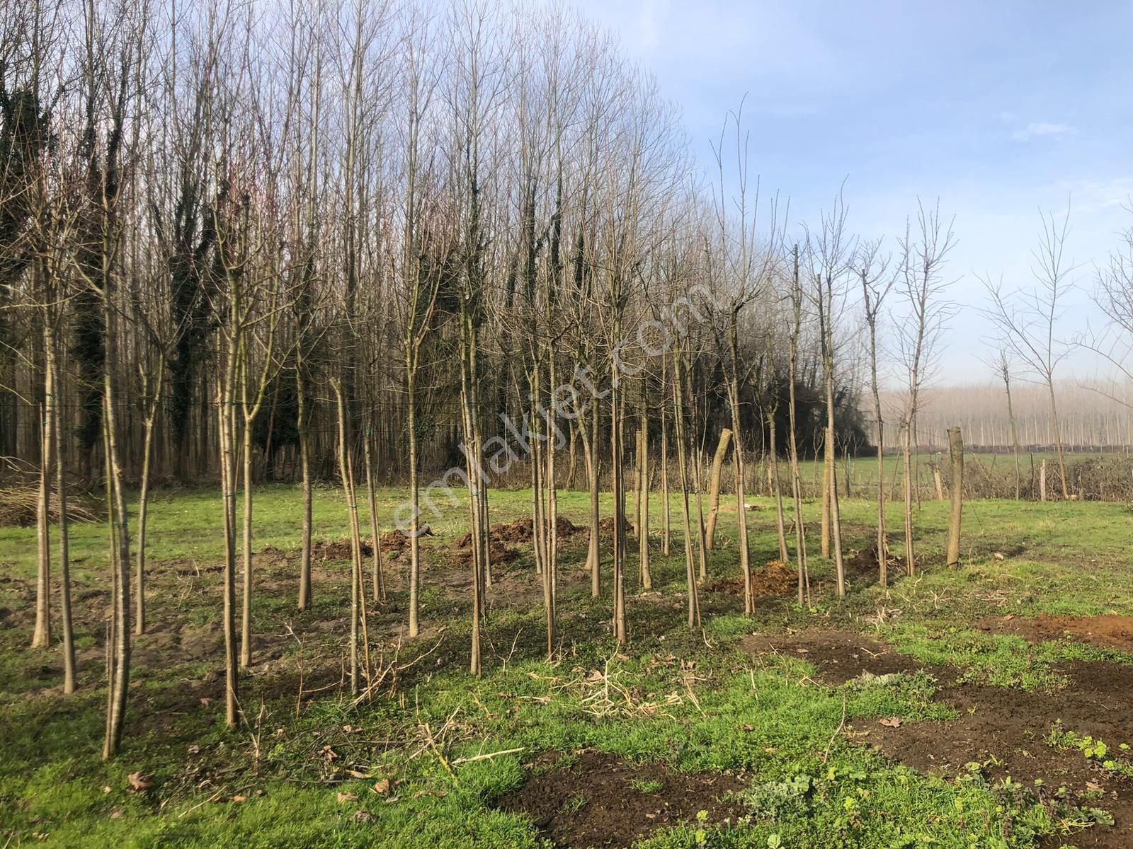 Akçadağ Gayrimenkul'den! 11 Dönüm Çiftlik - Görsel 18