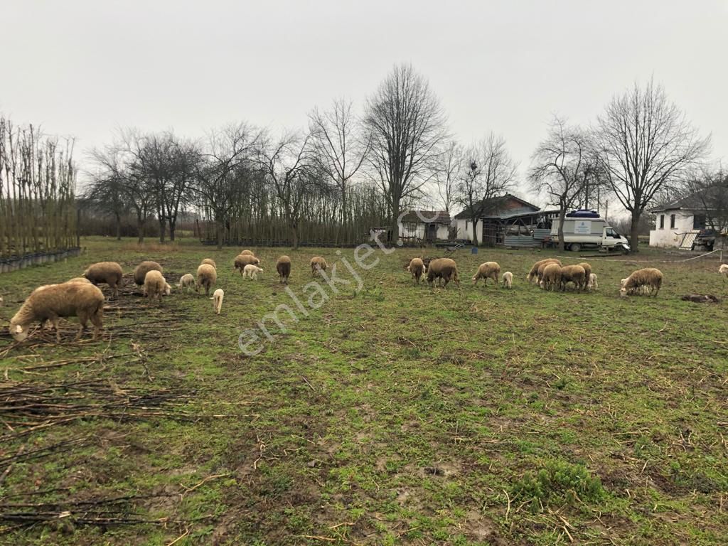 Akçadağ Gayrimenkul'den! 11 Dönüm Çiftlik - Görsel 10