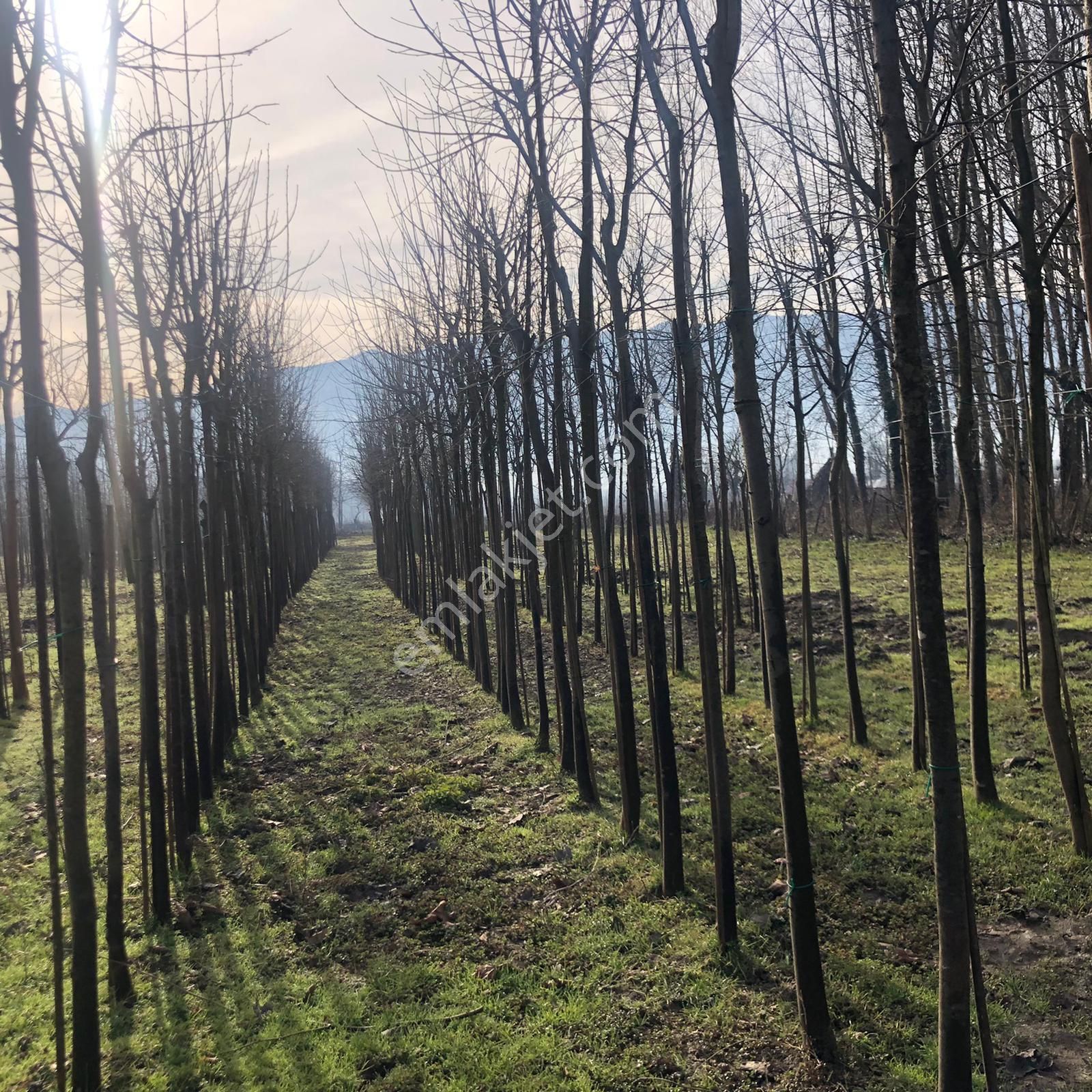 Akçadağ Gayrimenkul'den! 11 Dönüm Çiftlik - Görsel 35