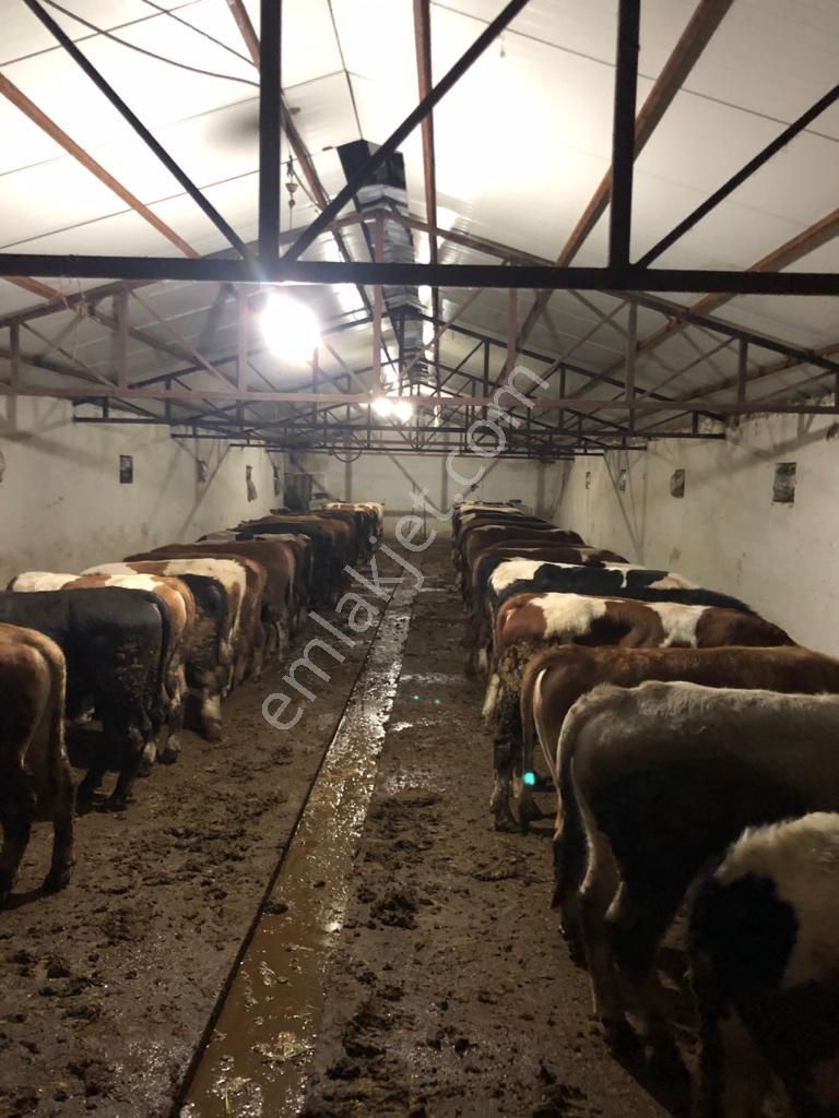 Akçadağ Gayrimenkul'den! 11 Dönüm Çiftlik - Görsel 12