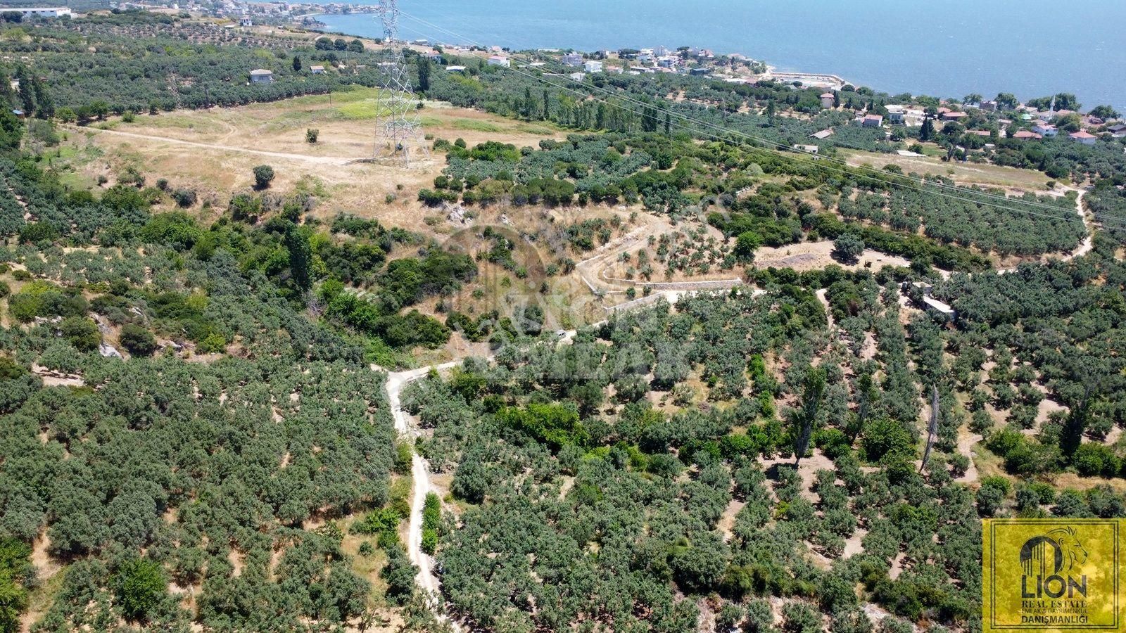 🟨⬛lıon Emlak'tan Erdek Aşağıyapıcı Mahallesinde Fırsat Ve Yatırımlık 857m² Satılık Zeytinlik⬛🟨 - Görsel 18