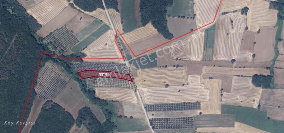 Çanakkale Biga Kepekli 3.840 M2 Satılık Verimli Zeytinlik - Görsel 5