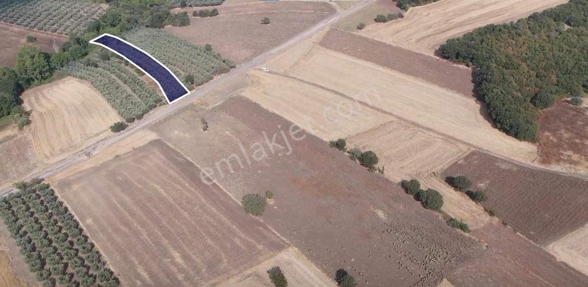 Çanakkale Biga Kepekli 3.840 M2 Satılık Verimli Zeytinlik - Görsel 8