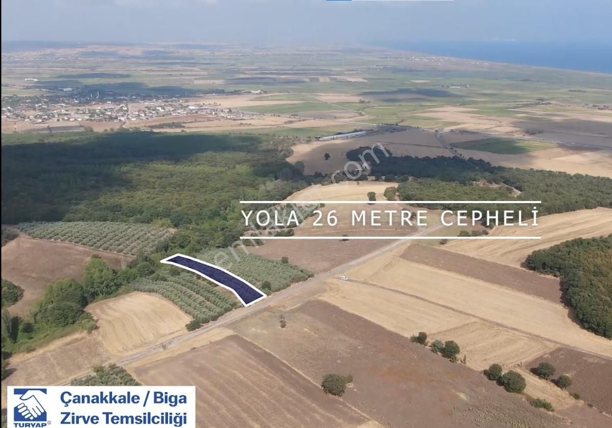 Çanakkale Biga Kepekli 3.840 M2 Satılık Verimli Zeytinlik - Görsel 3