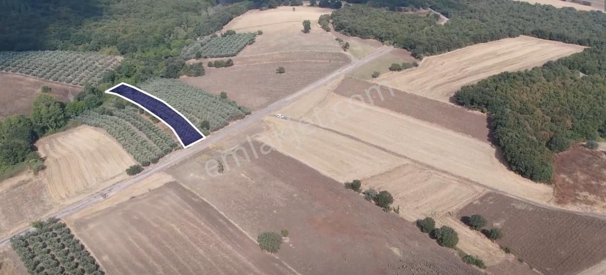 Çanakkale Biga Kepekli 3.840 M2 Satılık Verimli Zeytinlik - Görsel 9