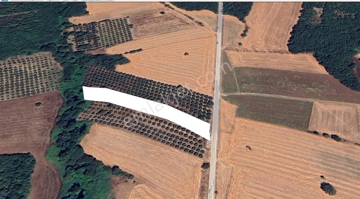 Çanakkale Biga Kepekli 3.840 M2 Satılık Verimli Zeytinlik - Görsel 7
