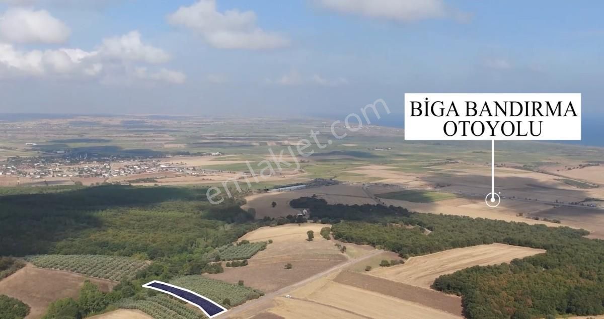 Çanakkale Biga Kepekli 3.840 M2 Satılık Verimli Zeytinlik - Görsel 10