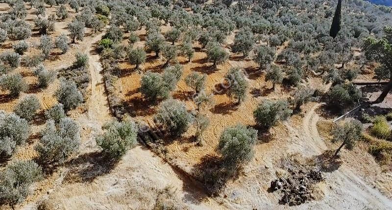 Burhaniye Yabancılar Köyünde Astfaltta 20 Metre Resmi Yolu - Görsel 2