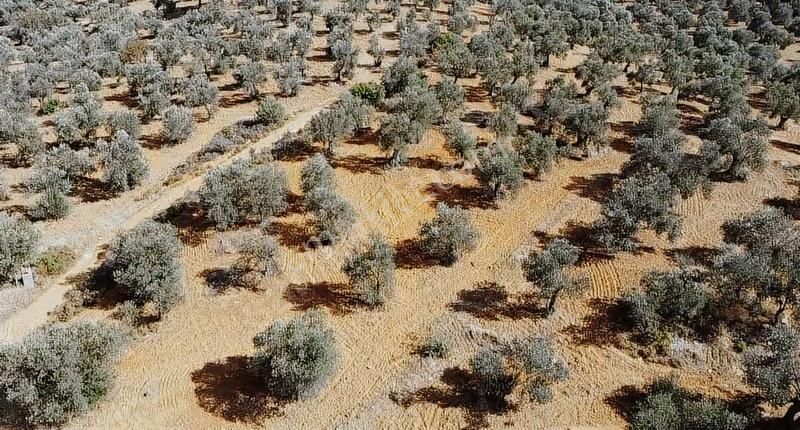 Burhaniye Yabancılar Köyünde Astfaltta 20 Metre Resmi Yolu - Görsel 3