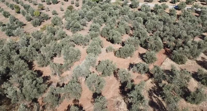 Burhaniye Yabancılar Köyünde Astfaltta Sıfır Olan Resmi Yolu - Görsel 12