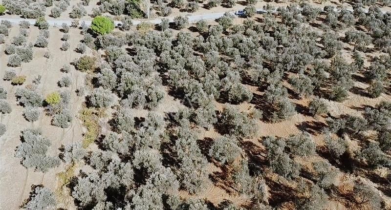 Burhaniye Yabancılar Köyünde Astfaltta Sıfır Olan Resmi Yolu - Görsel 6