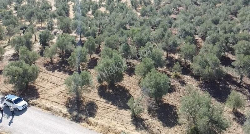 Burhaniye Yabancılar Köyünde Astfaltta Sıfır Olan Resmi Yolu - Görsel 7