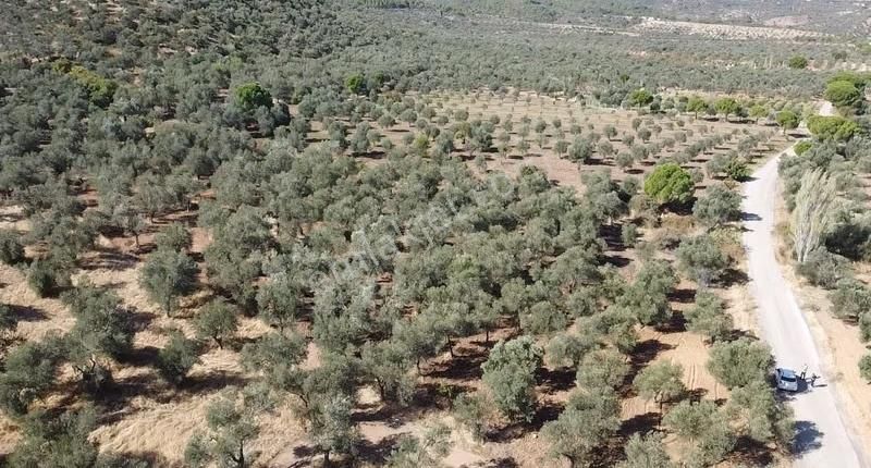 Burhaniye Yabancılar Köyünde Astfaltta Sıfır Olan Resmi Yolu - Görsel 11