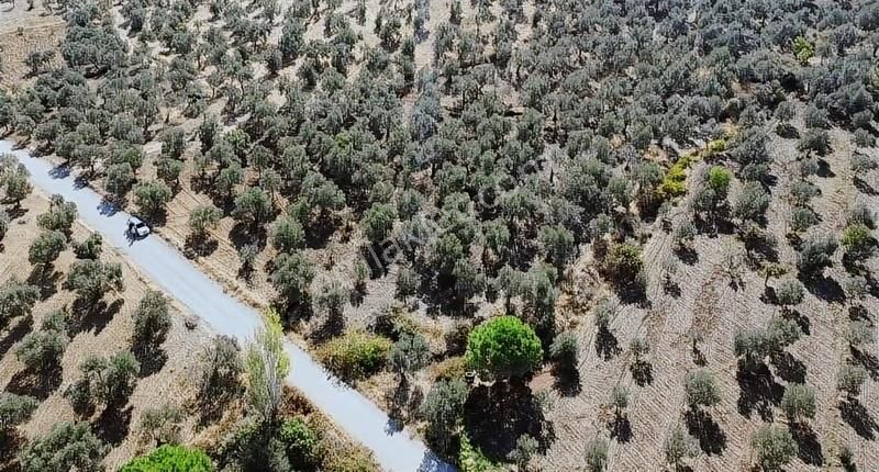 Burhaniye Yabancılar Köyünde Astfaltta Sıfır Olan Resmi Yolu - Görsel 9