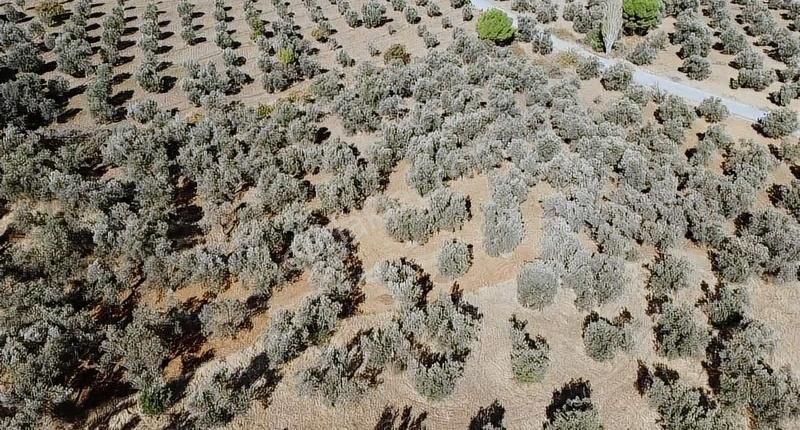Burhaniye Yabancılar Köyünde Astfaltta Sıfır Olan Resmi Yolu - Görsel 3
