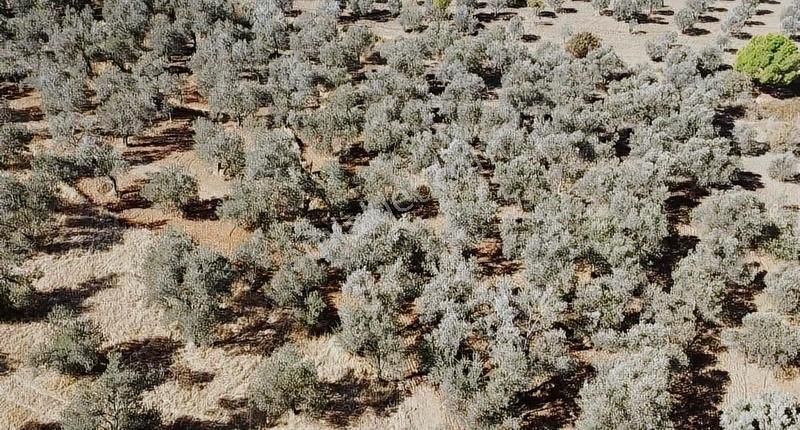 Burhaniye Yabancılar Köyünde Astfaltta Sıfır Olan Resmi Yolu - Görsel 5