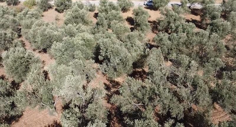 Burhaniye Yabancılar Köyünde Astfaltta Sıfır Olan Resmi Yolu - Görsel 18