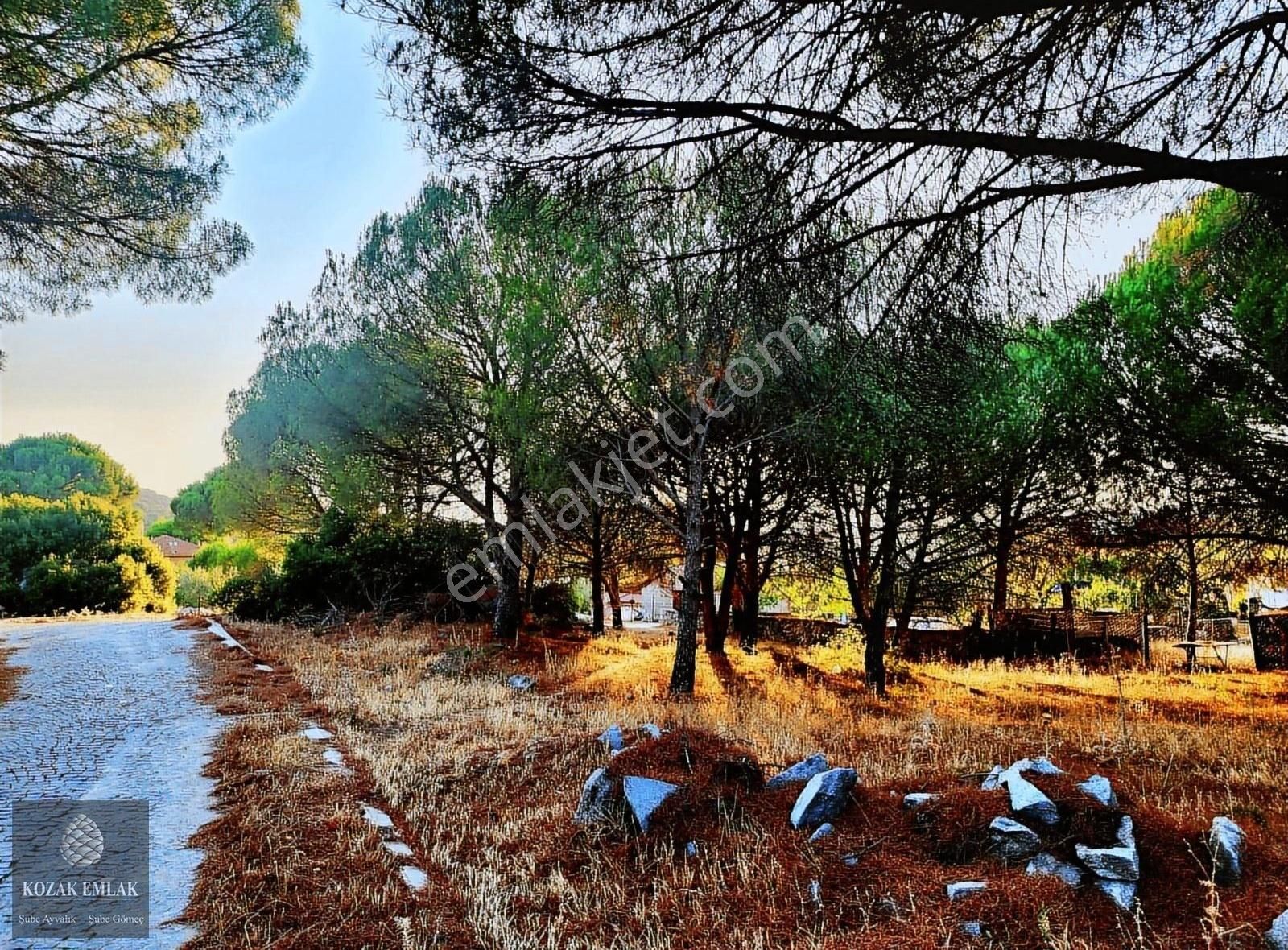 İzmir Bergama Kozak Okçular Eski Yapı Dam Bağ Satılık - Görsel 2