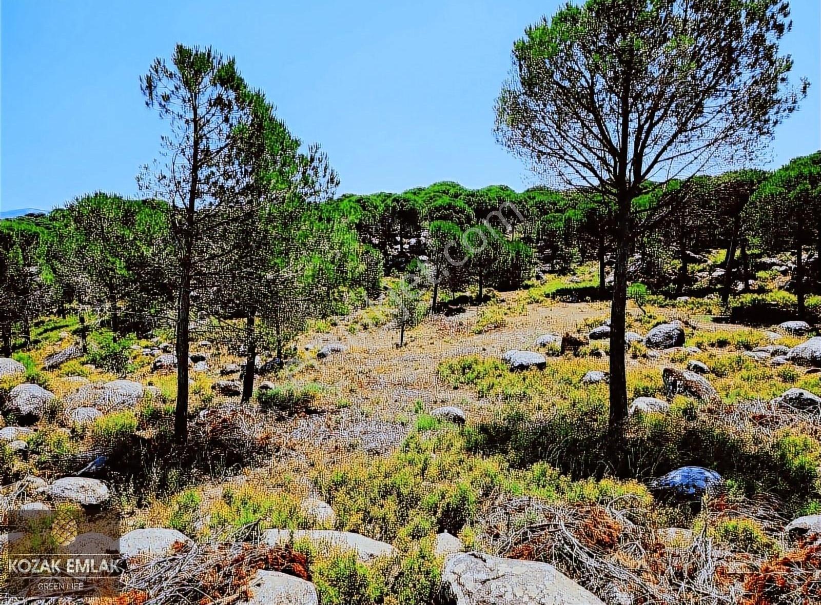 Kozak Emlak Bergama Okçular Fıstık Çamlığı Tarım İmarlı Satılık - Görsel 12