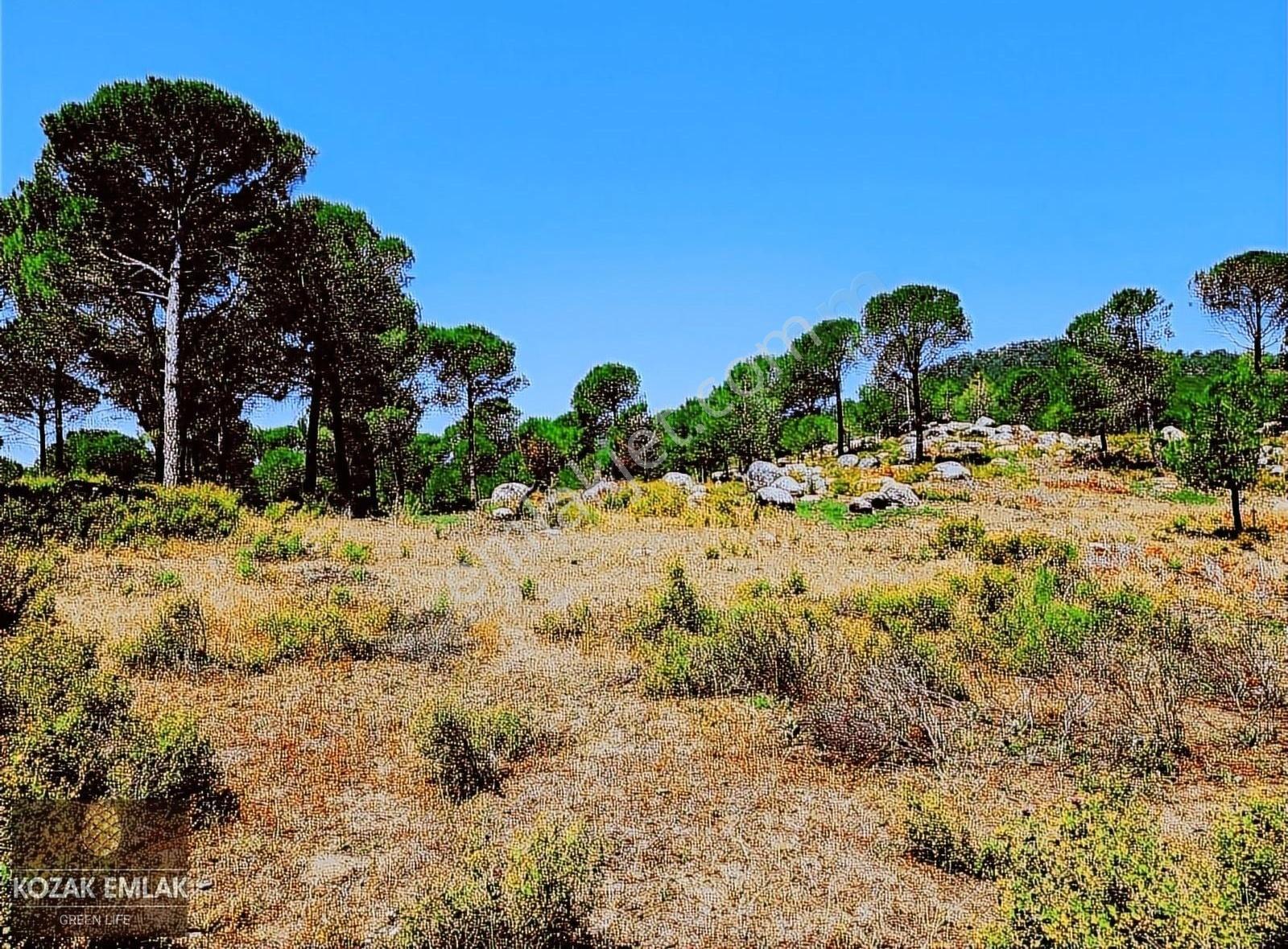 Kozak Emlak Bergama Okçular Fıstık Çamlığı Tarım İmarlı Satılık - Görsel 4