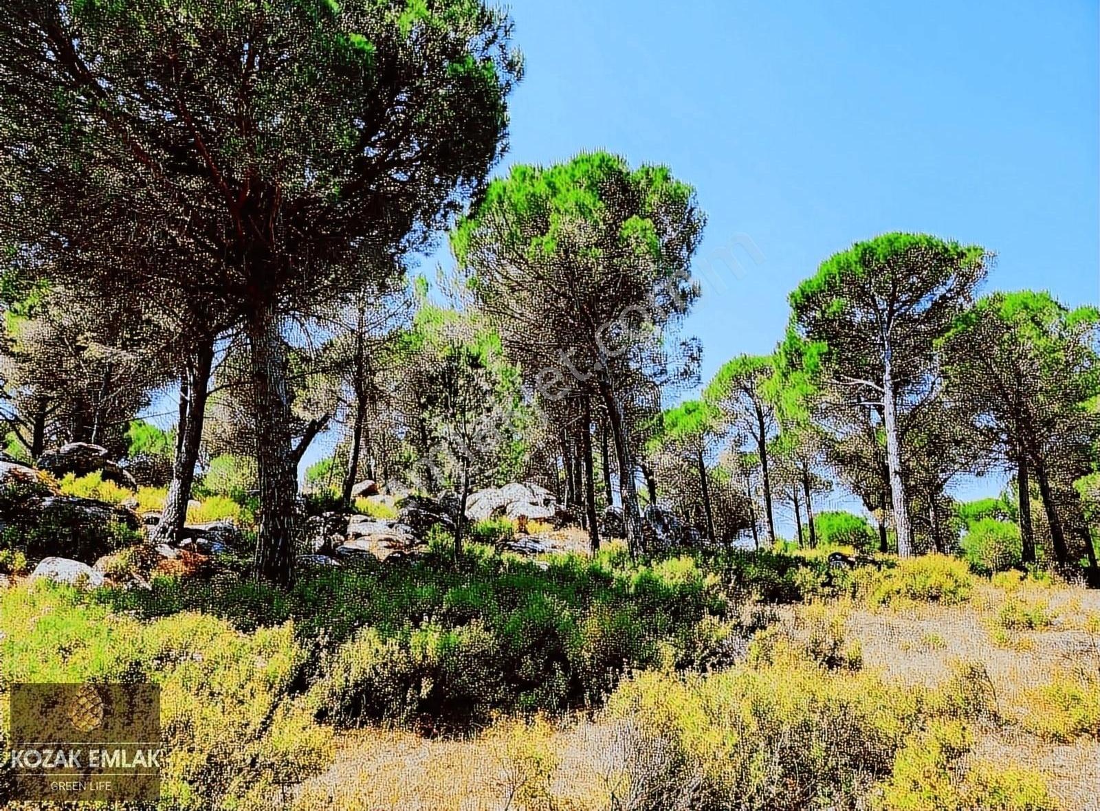 Kozak Emlak Bergama Okçular Fıstık Çamlığı Tarım İmarlı Satılık - Görsel 7