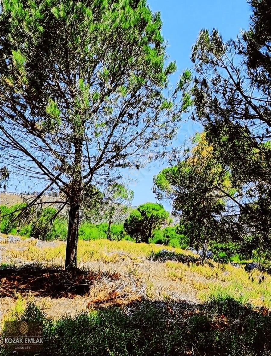Kozak Emlak Bergama Okçular Fıstık Çamlığı Tarım İmarlı Satılık - Görsel 15
