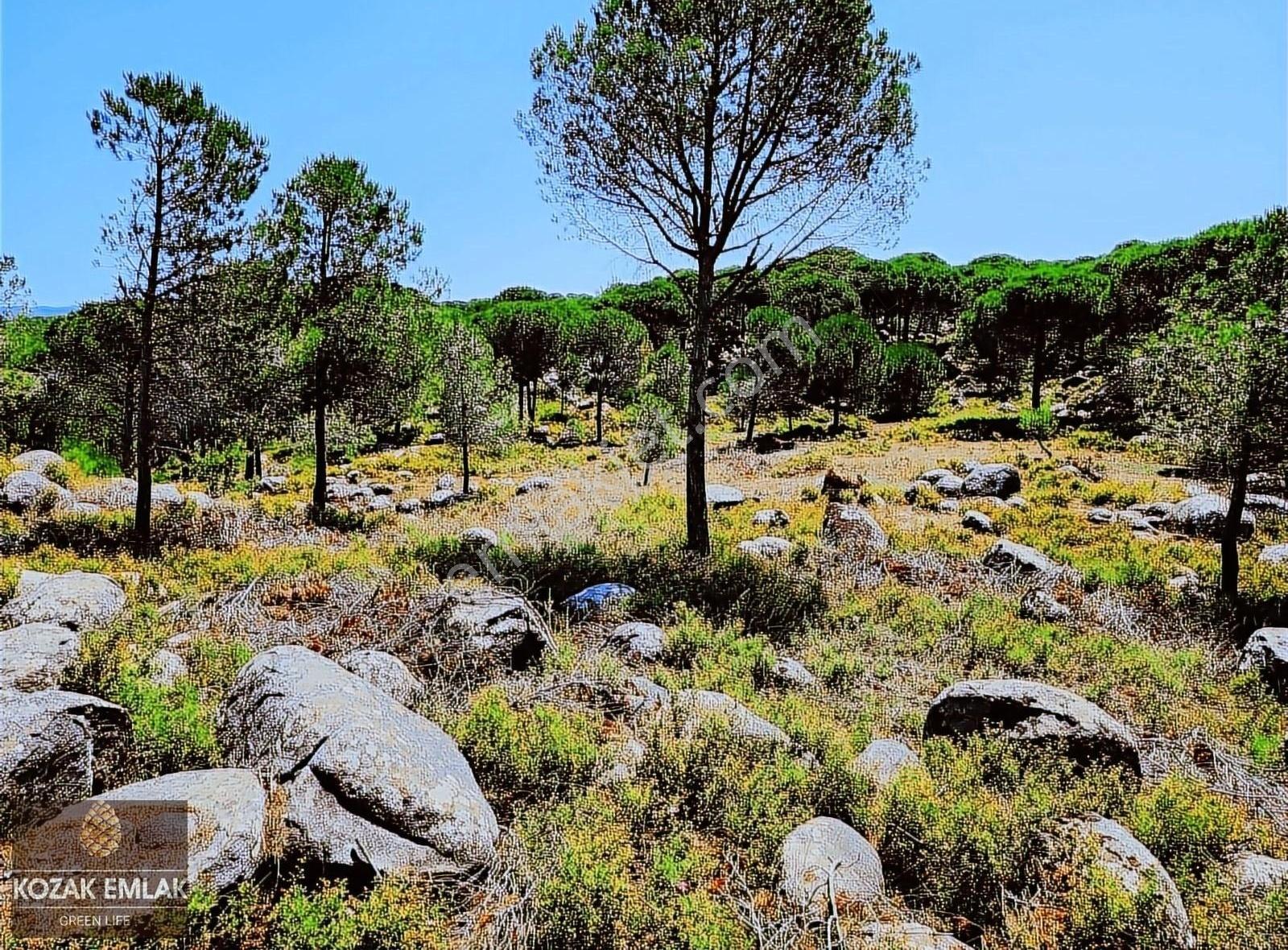 Kozak Emlak Bergama Okçular Fıstık Çamlığı Tarım İmarlı Satılık - Görsel 3