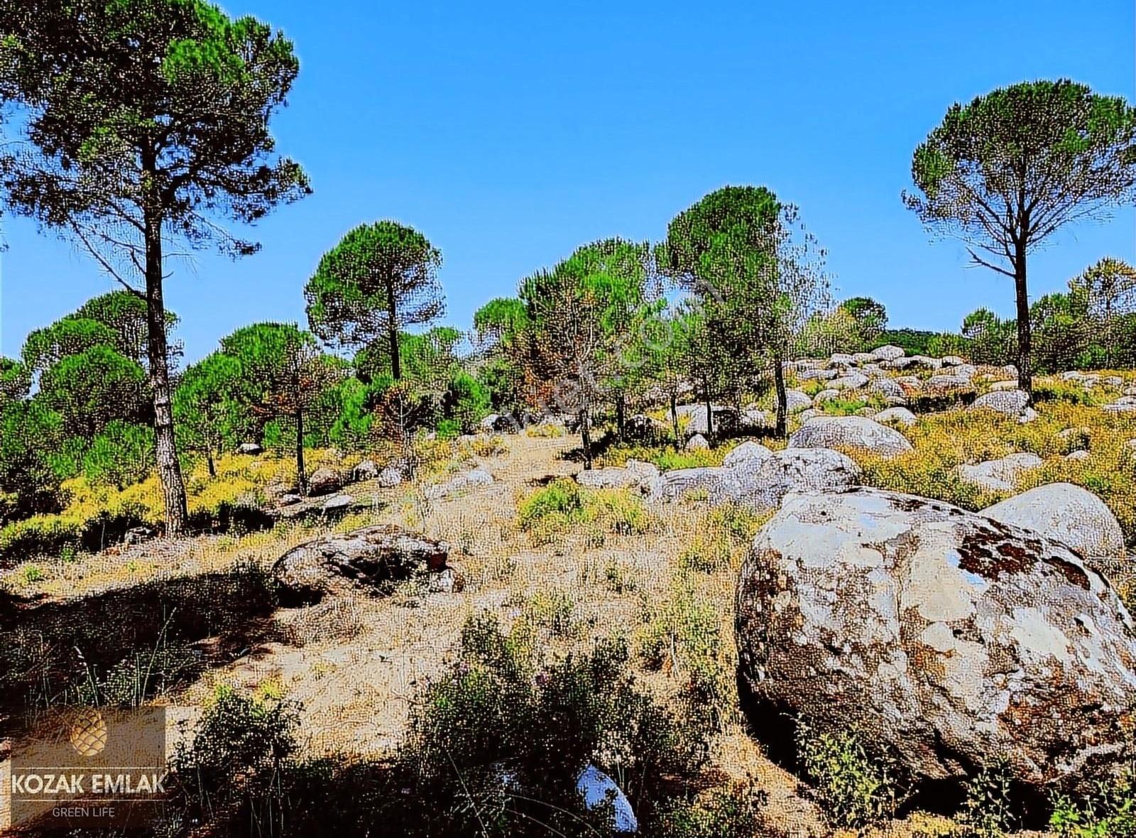 Kozak Emlak Bergama Okçular Fıstık Çamlığı Tarım İmarlı Satılık - Görsel 2