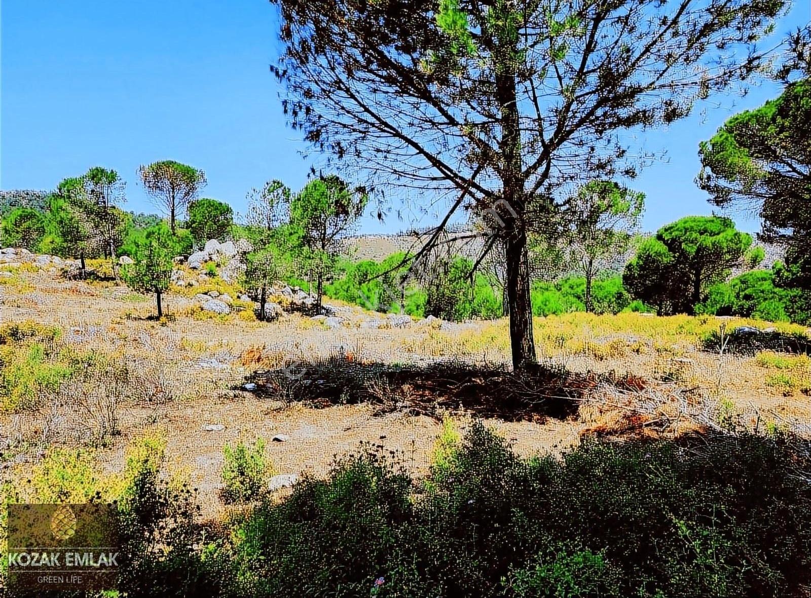 Kozak Emlak Bergama Okçular Fıstık Çamlığı Tarım İmarlı Satılık - Görsel 13