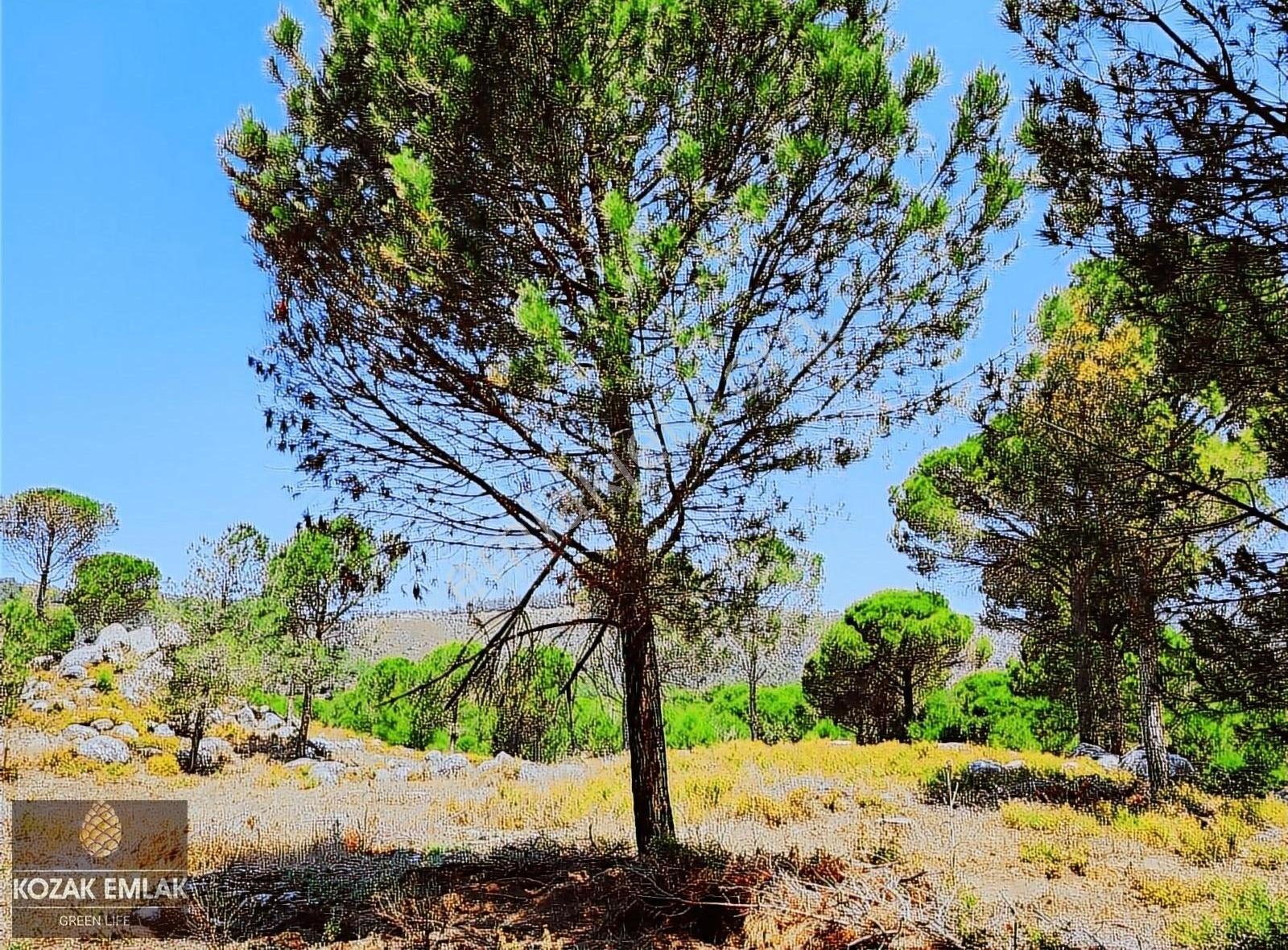 Kozak Emlak Bergama Okçular Fıstık Çamlığı Tarım İmarlı Satılık - Görsel 22