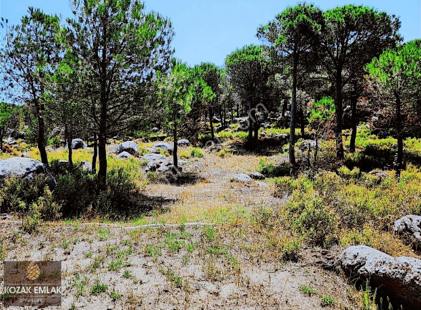 Kozak Emlak Bergama Okçular Fıstık Çamlığı Tarım İmarlı Satılık - Görsel 8