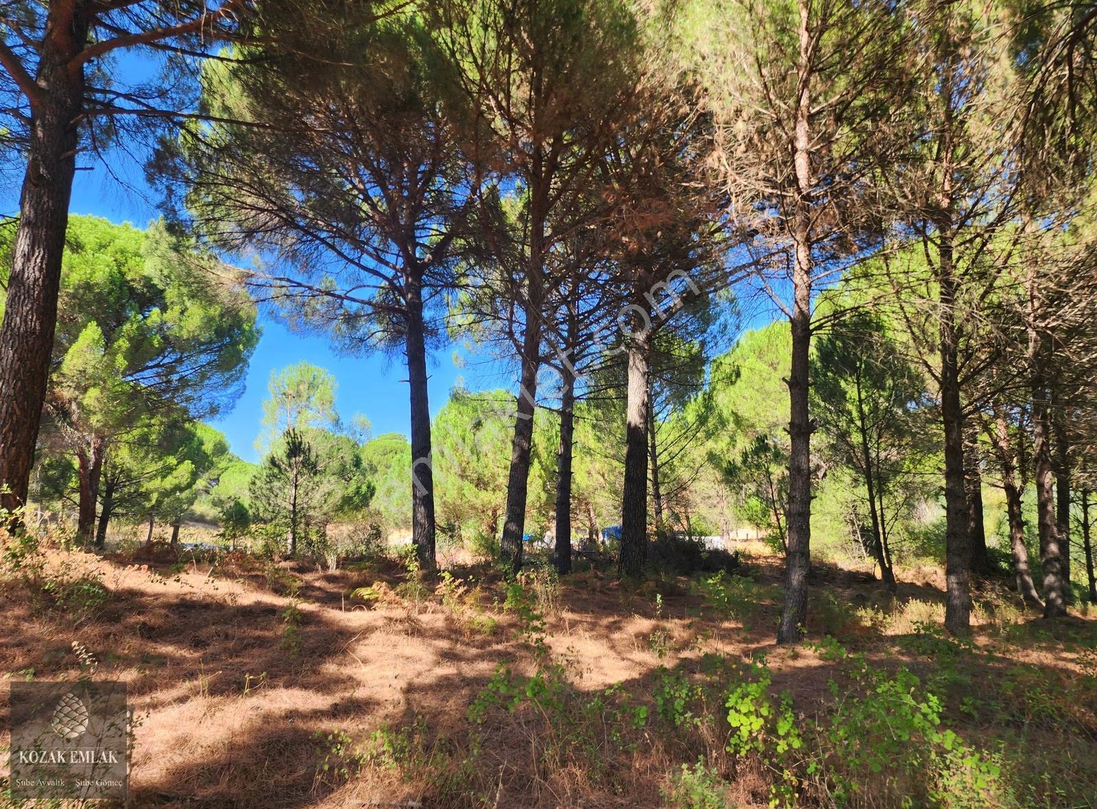 Bergama Kozak Hisar Köyünde Fıstık Çamlığı Satılık - Görsel 22
