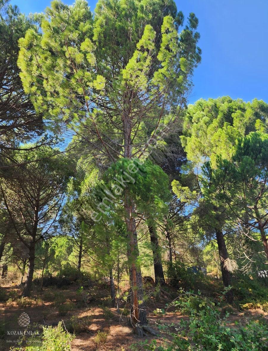 Bergama Kozak Hisar Köyünde Fıstık Çamlığı Satılık - Görsel 28