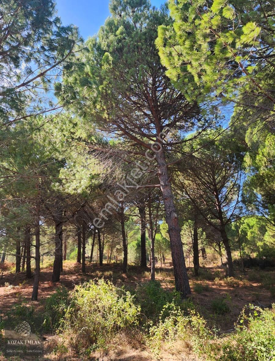 Bergama Kozak Hisar Köyünde Fıstık Çamlığı Satılık - Görsel 8