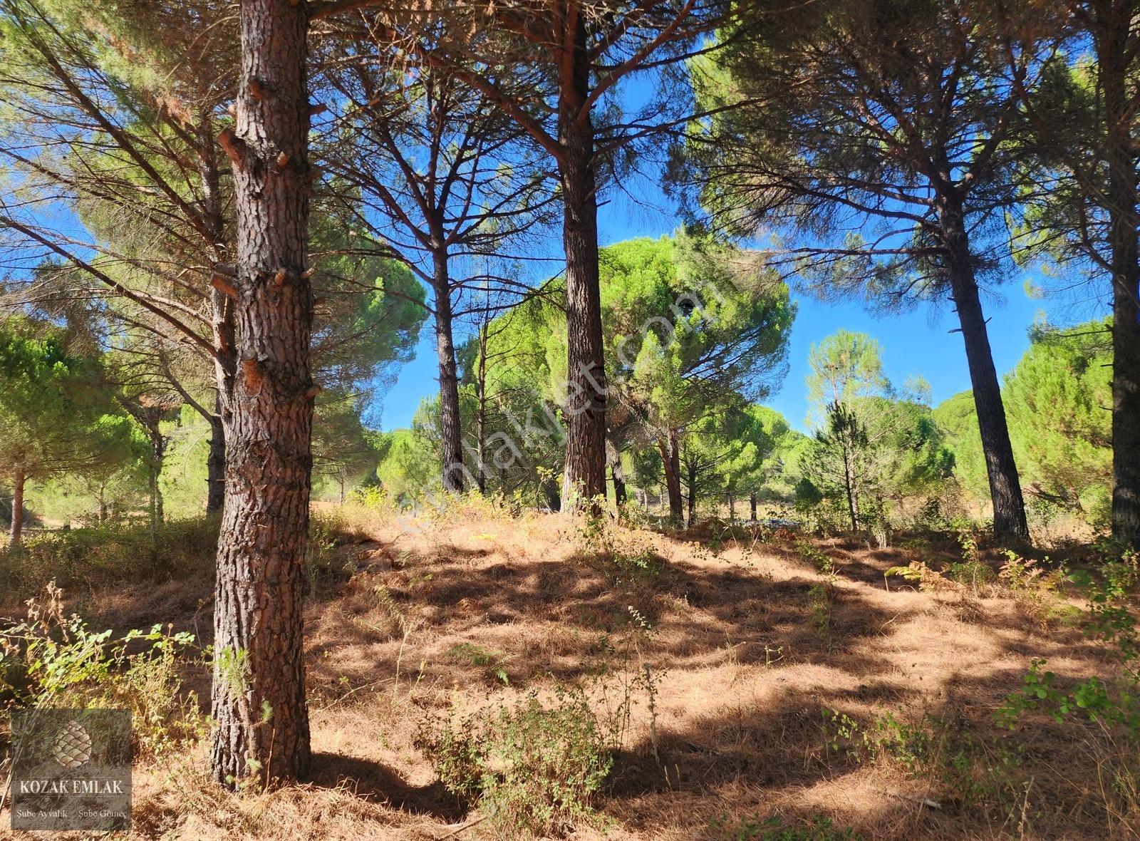 Bergama Kozak Hisar Köyünde Fıstık Çamlığı Satılık - Görsel 7