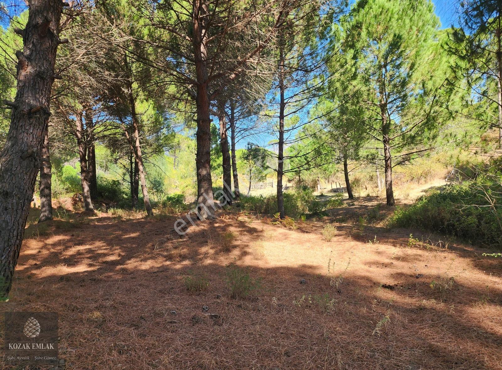 Bergama Kozak Hisar Köyünde Fıstık Çamlığı Satılık - Görsel 23