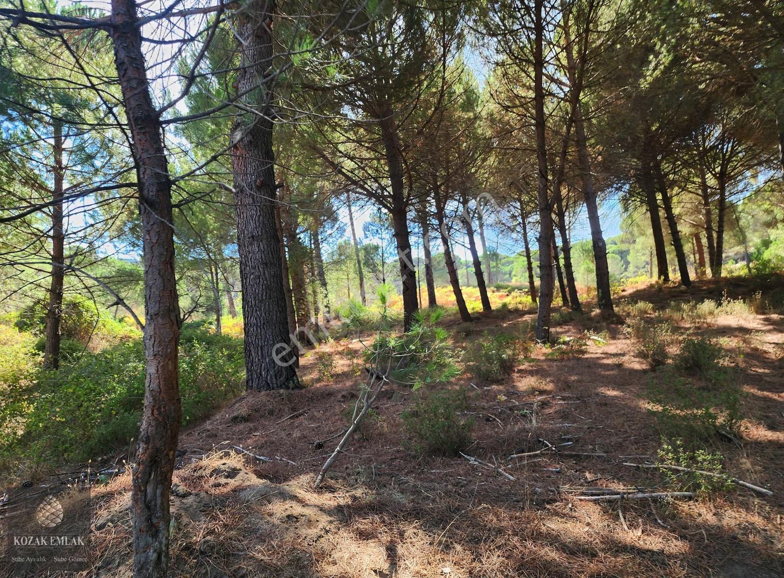 Bergama Kozak Hisar Köyünde Fıstık Çamlığı Satılık - Görsel 12
