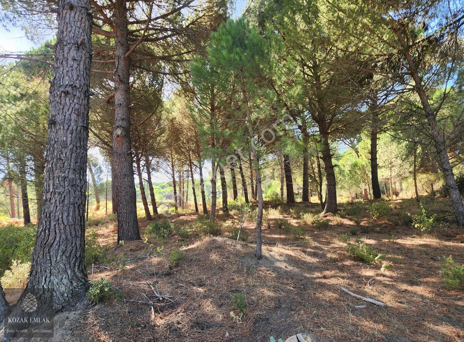 Bergama Kozak Hisar Köyünde Fıstık Çamlığı Satılık - Görsel 3
