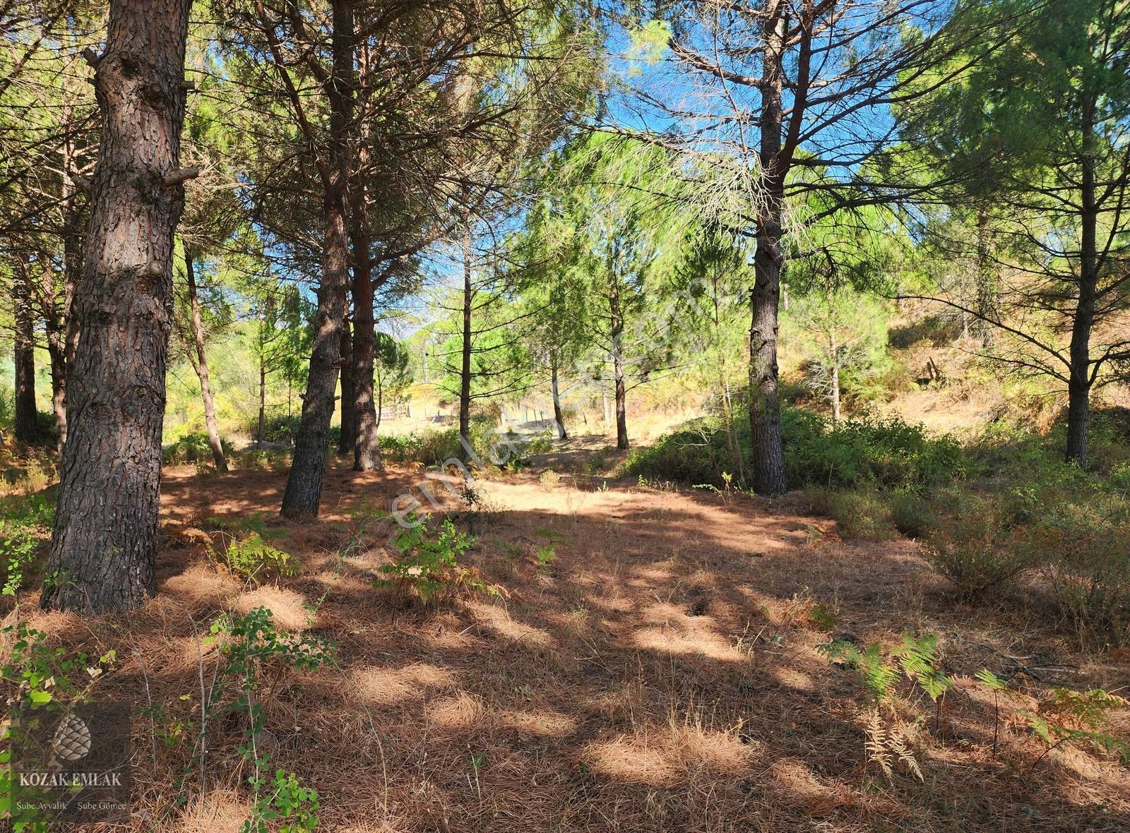 Bergama Kozak Hisar Köyünde Fıstık Çamlığı Satılık - Görsel 17
