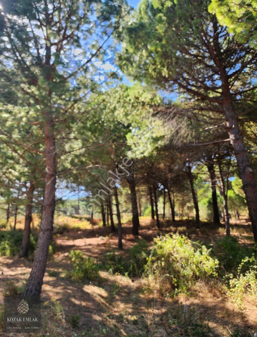 Bergama Kozak Hisar Köyünde Fıstık Çamlığı Satılık - Görsel 4