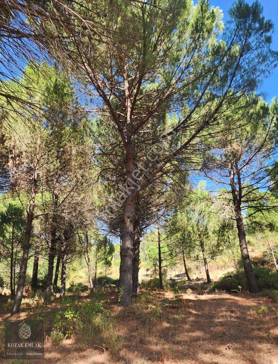 Bergama Kozak Hisar Köyünde Fıstık Çamlığı Satılık - Görsel 5