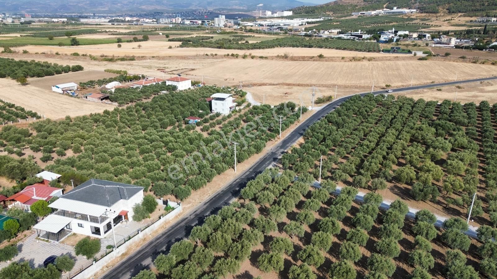 Akhisar Doğuca'da 2600 M2 Satılık Tek Tapu Zeytinlik - Görsel 7