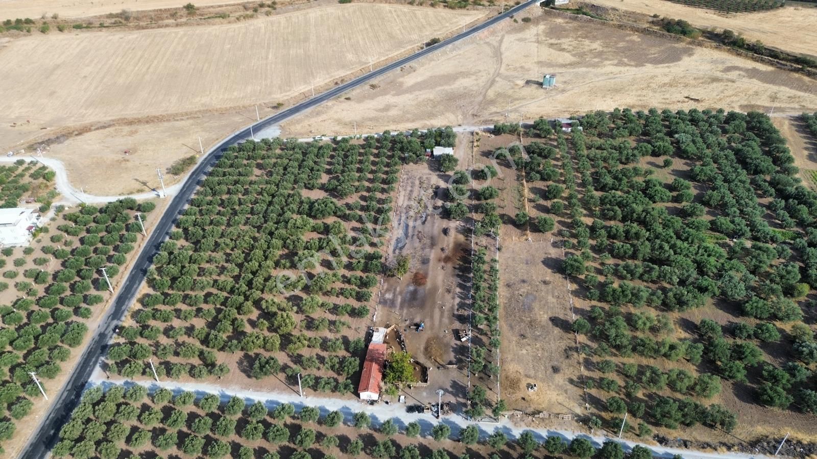 Akhisar Doğuca'da 2600 M2 Satılık Tek Tapu Zeytinlik - Görsel 2