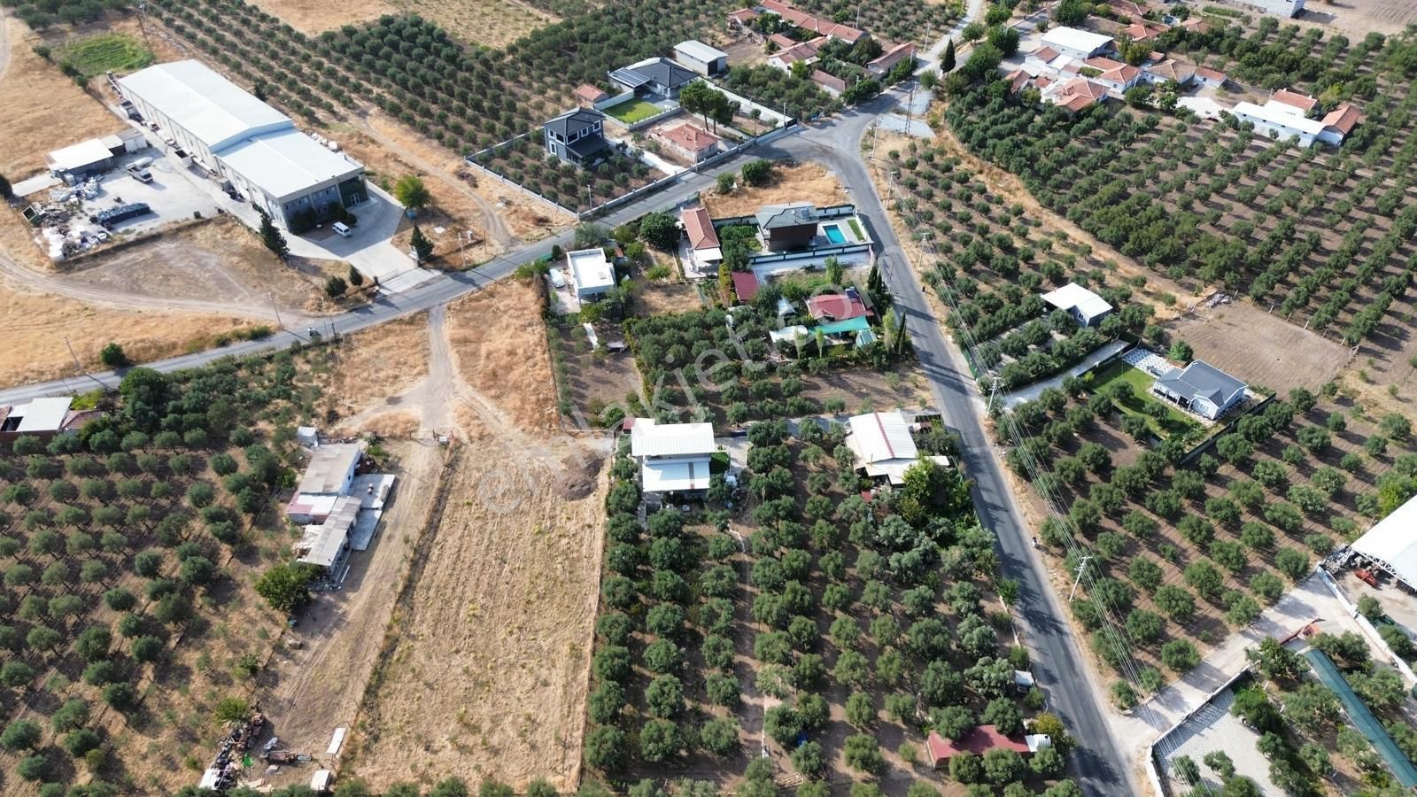 Akhisar Doğuca'da 2600 M2 Satılık Tek Tapu Zeytinlik - Görsel 3